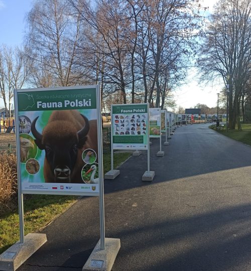 wystwa fauna polski (3)